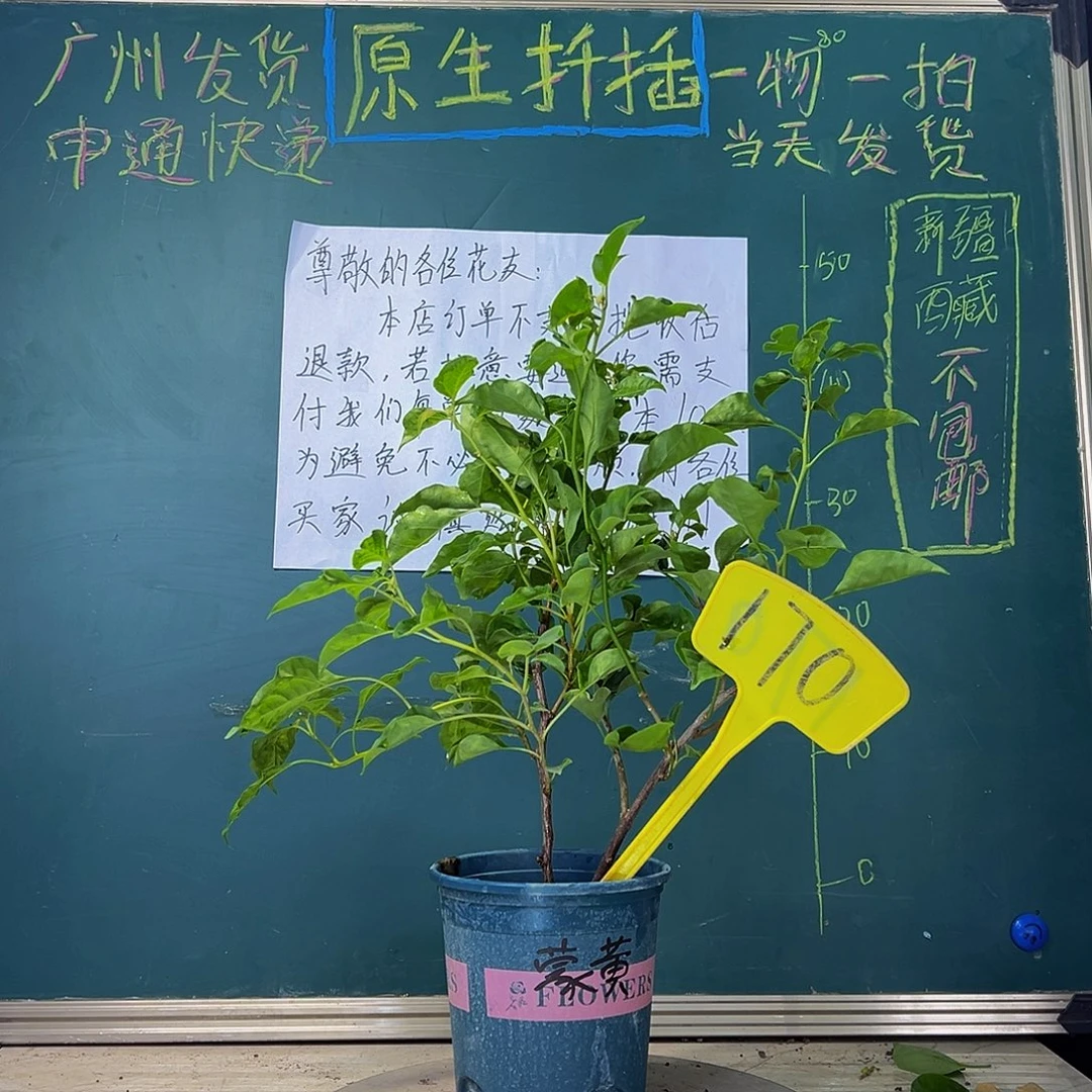 当前无花栽培后可以开花福利 蒙娜丽莎黄拼黄美人   170