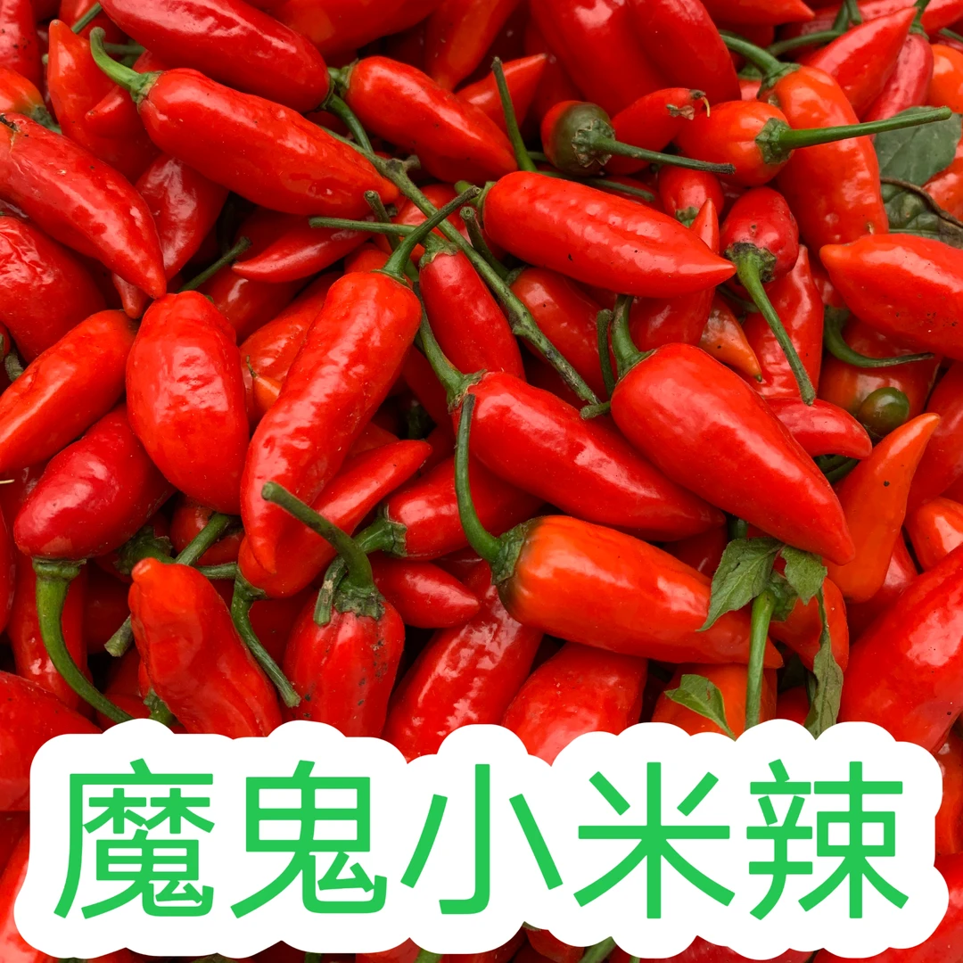广西新鲜魔鬼米椒 超级辣特辣魔鬼辣椒 吃不了辣别买 爆香变态辣