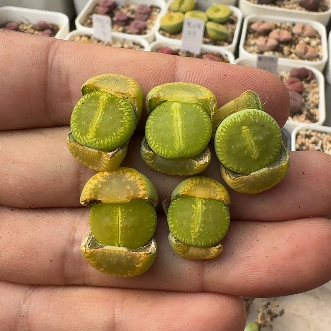 G622绿光阳两年大窗