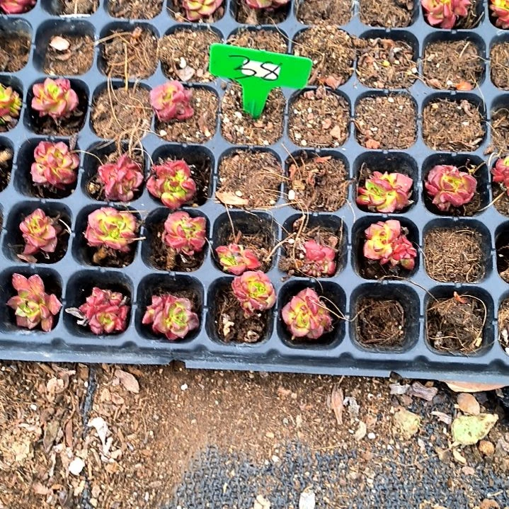 f*m满9元包邮，，38号一物一拍