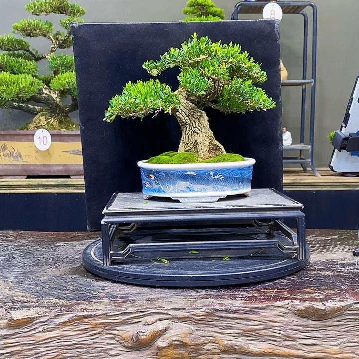 无花朵黄杨盆景四季常青