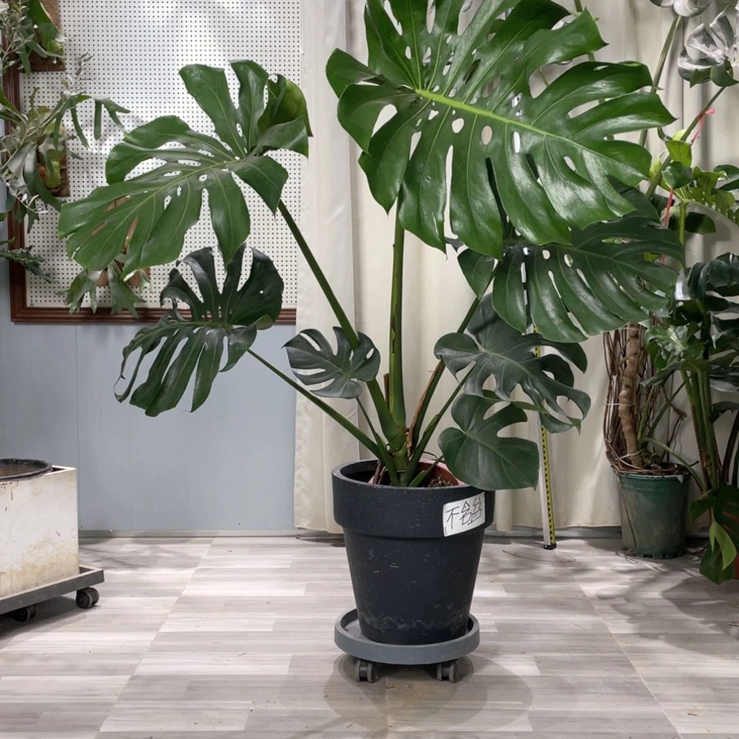 龟背竹的故事在这里