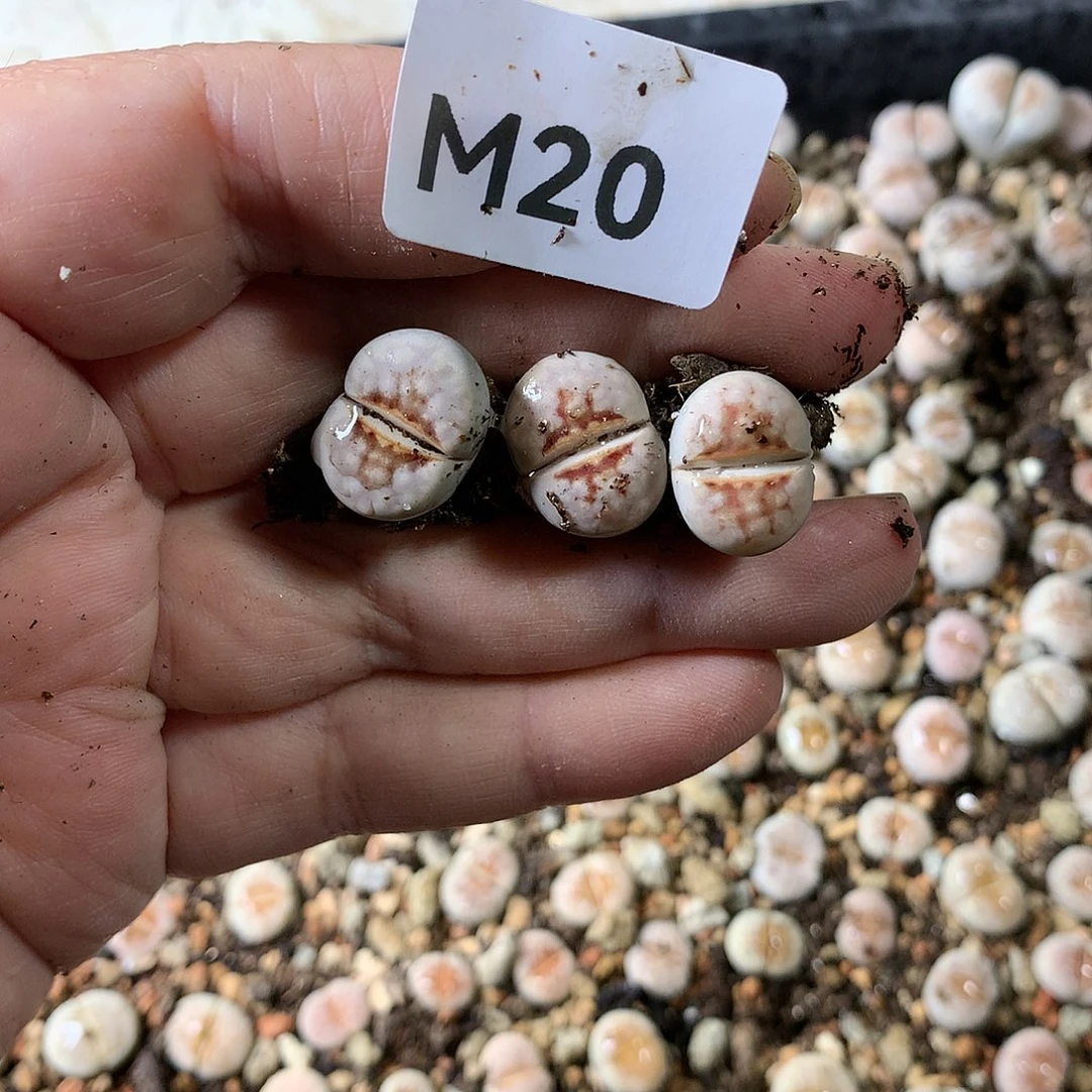 梁*M20多肉植物保护