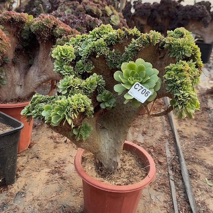 706绿缀一颗呀呀呀