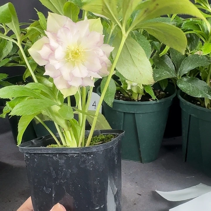 少量花朵（建议范围：2朵-5朵 或40%以下）