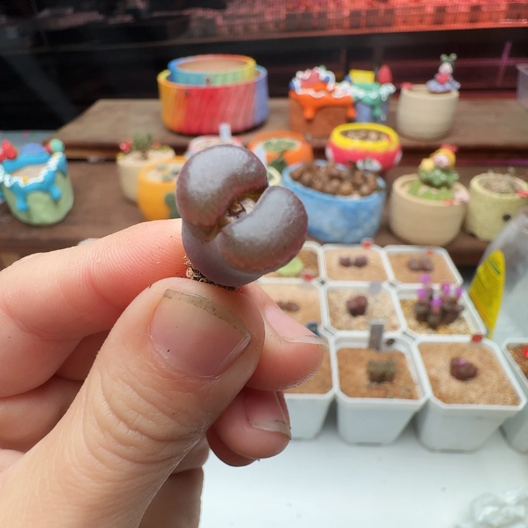 多肉植物福利风铃468