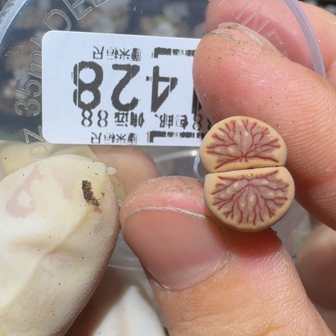 ？***zzzzz精品生石花1428