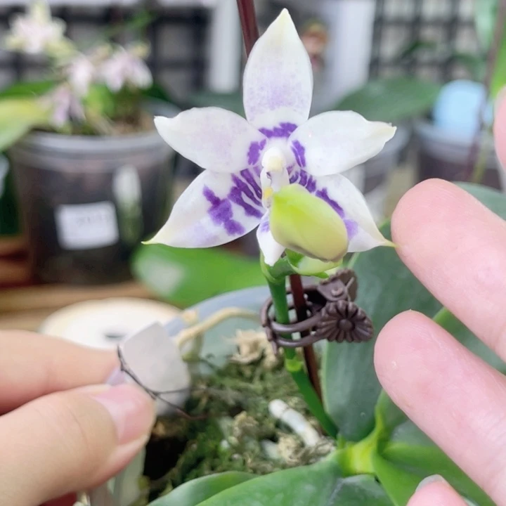 完全开放柳林3588-1569