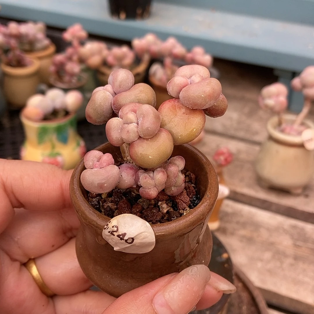 5240糖果腰子蛋带盆土