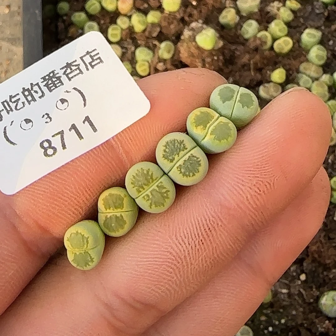 8711。绿菊。不大。。。。。。。