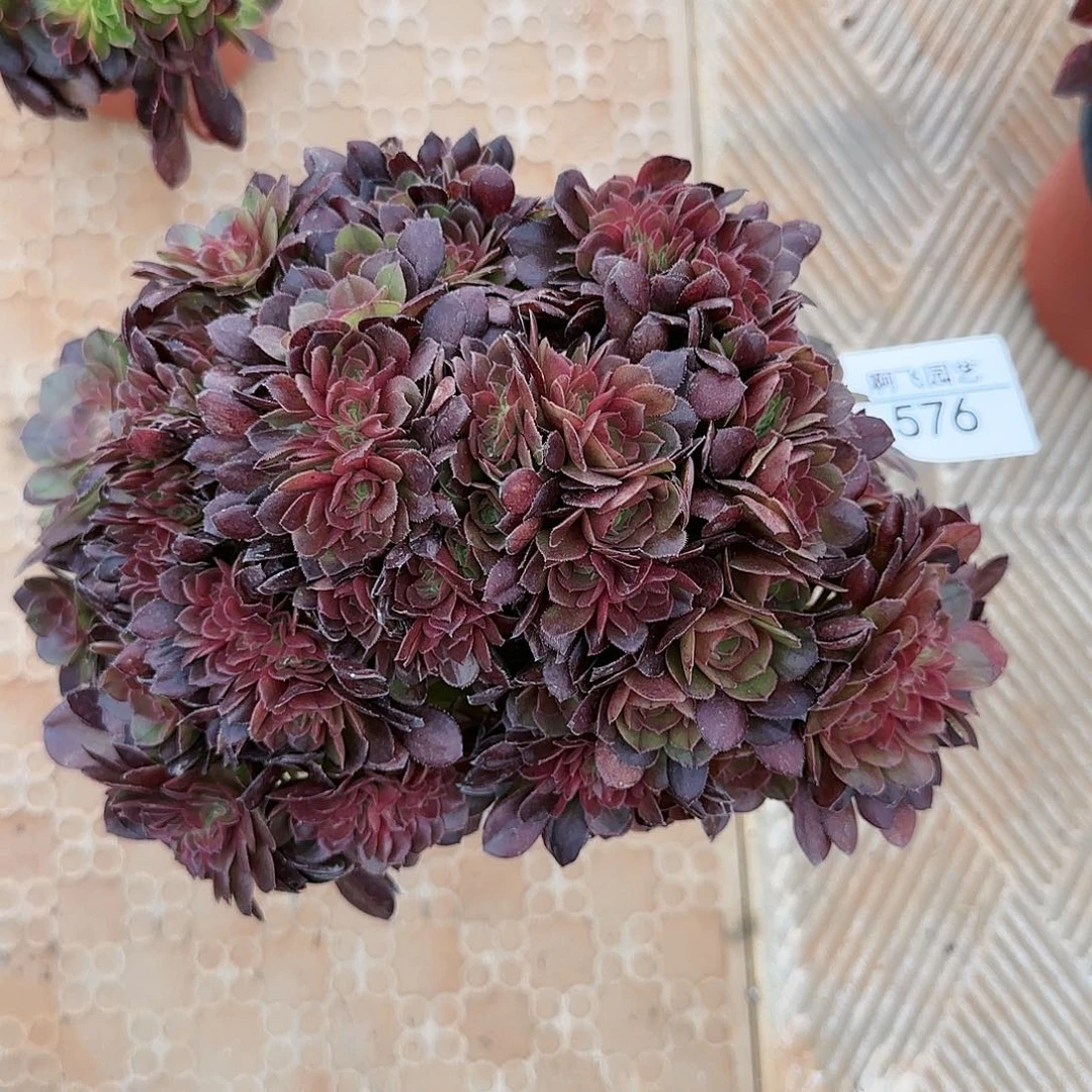 A*熙576多肉 中奖万黄缀化法师