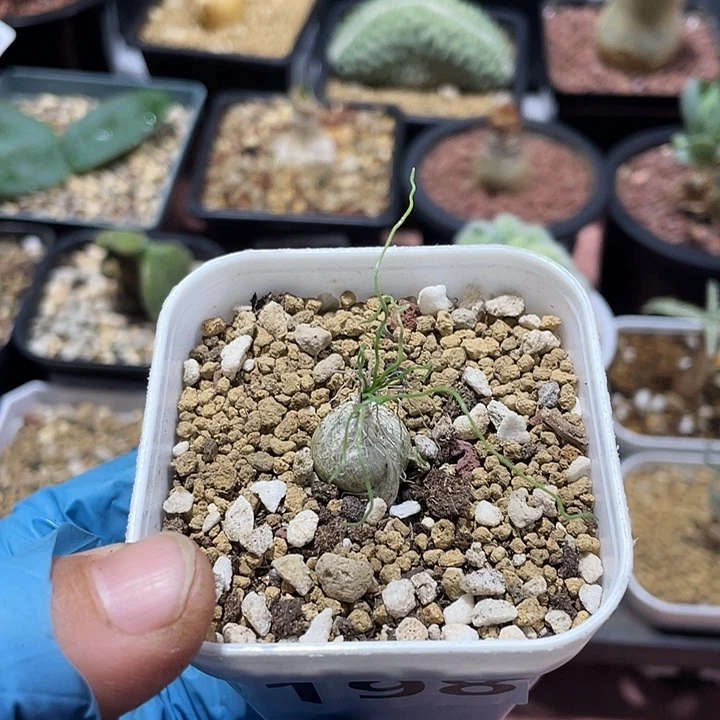 198泰迪熊迷你海葱