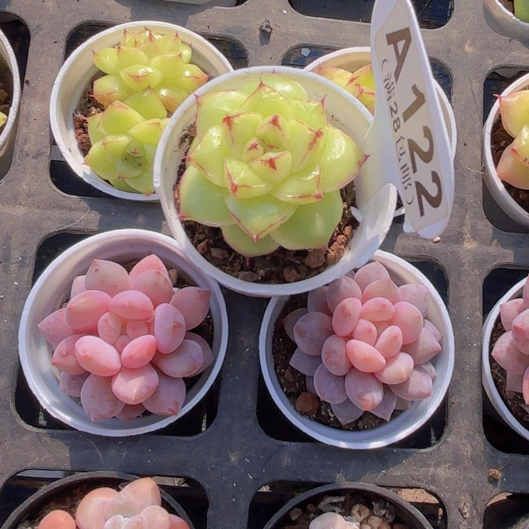 A122太阳宝石一物一拍