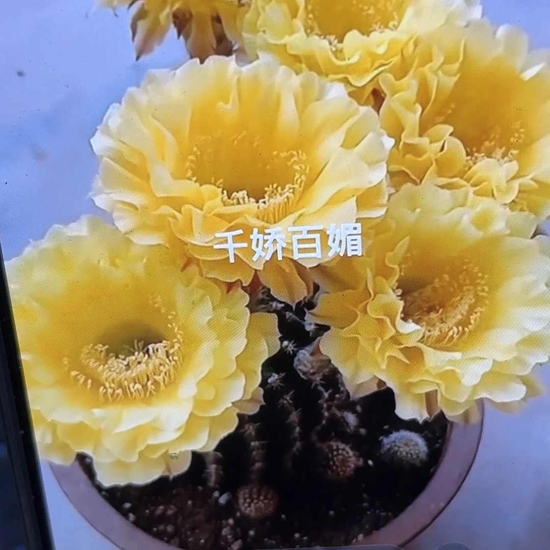 娇媚彩5公分侧牙20包邮57