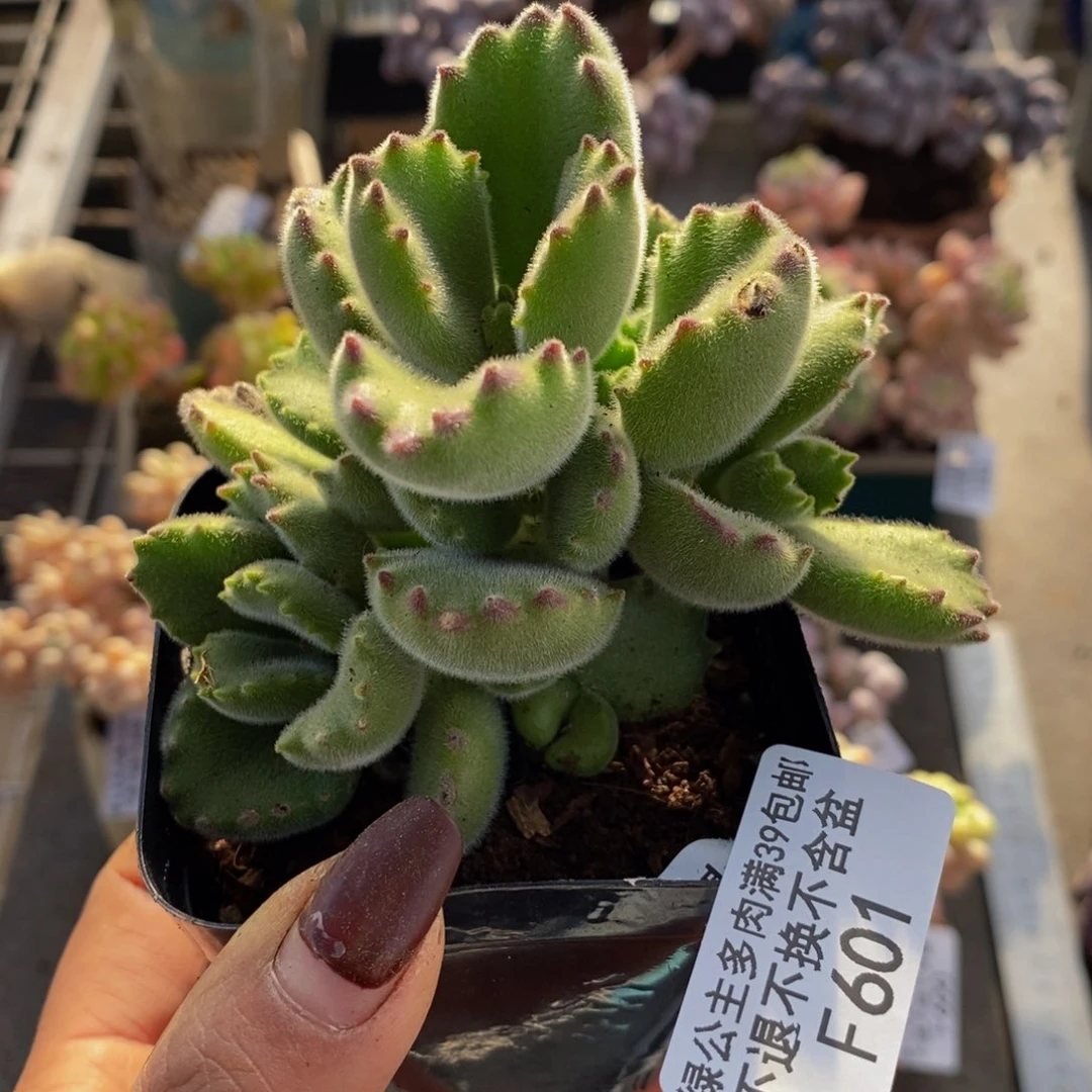 熊601/7cm多肉多肉