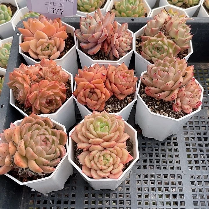 薇薇安园艺多肉1577