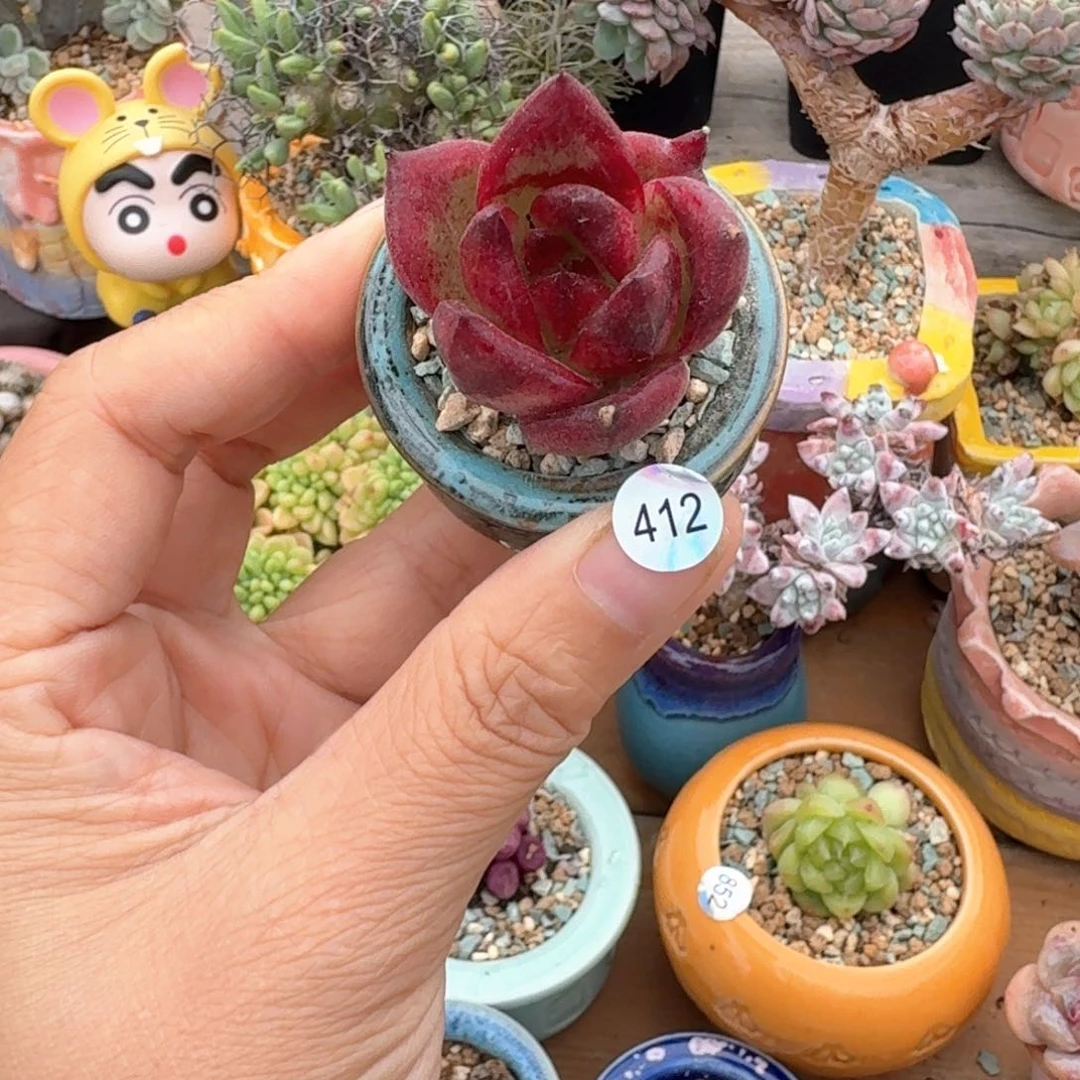 c***2多肉含盆土30元包邮➗偏远地区412