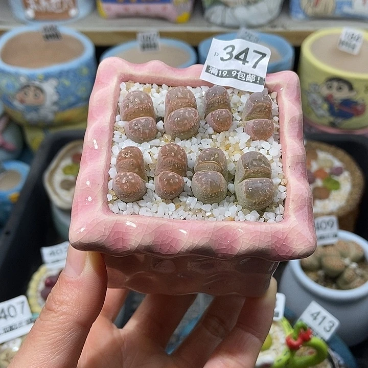 大舅生石花肉锥多肉347