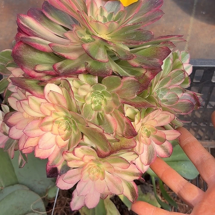 多肉植物黑膜锦囊810