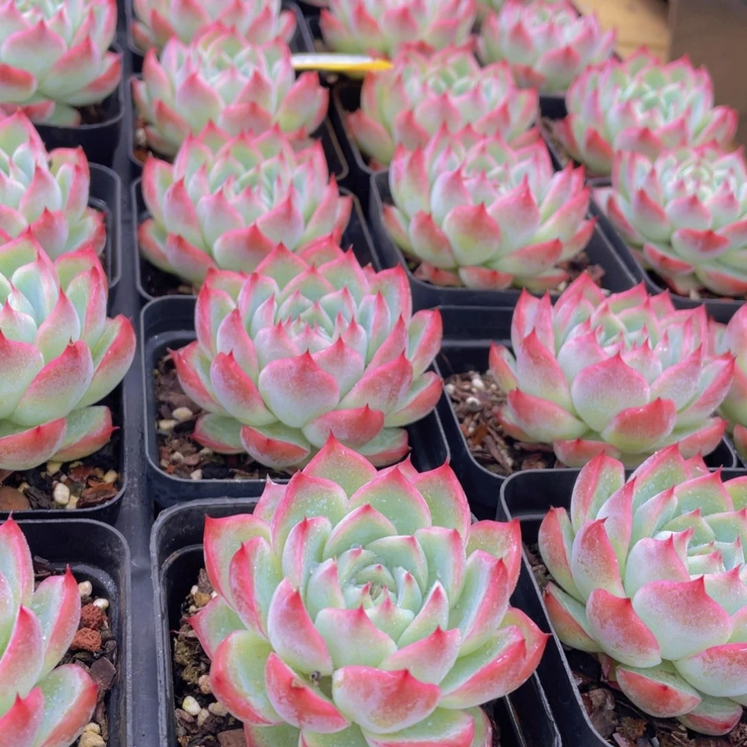 1460号 韩版粉水晶单头一个