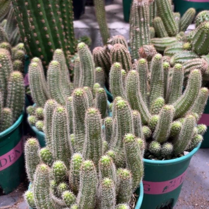 新品群生白檀品红之眼一杯