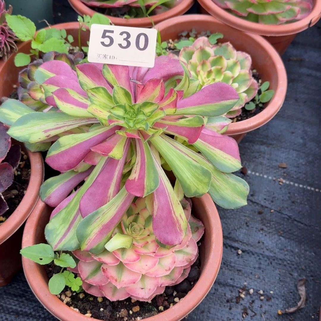 知否特价多肉植物530