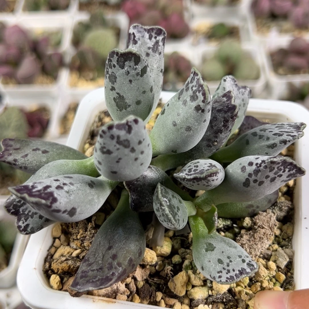 w猫耳海豹多肉植物水泡