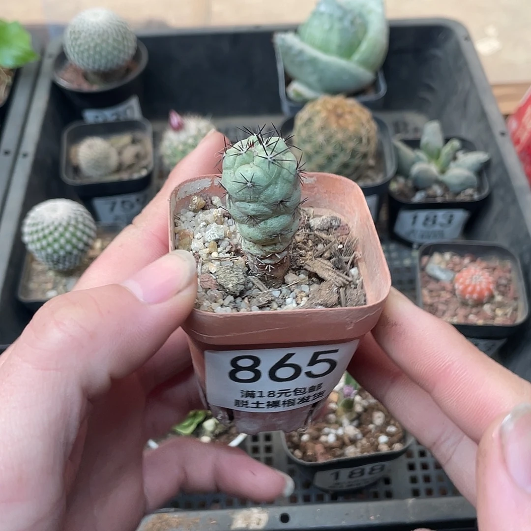 865帝王丸（满18包邮）