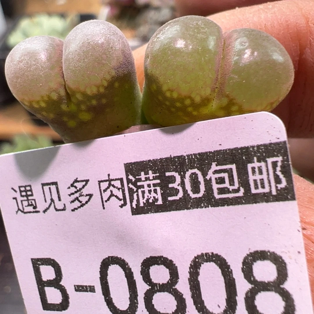 多肉植物1111111111111