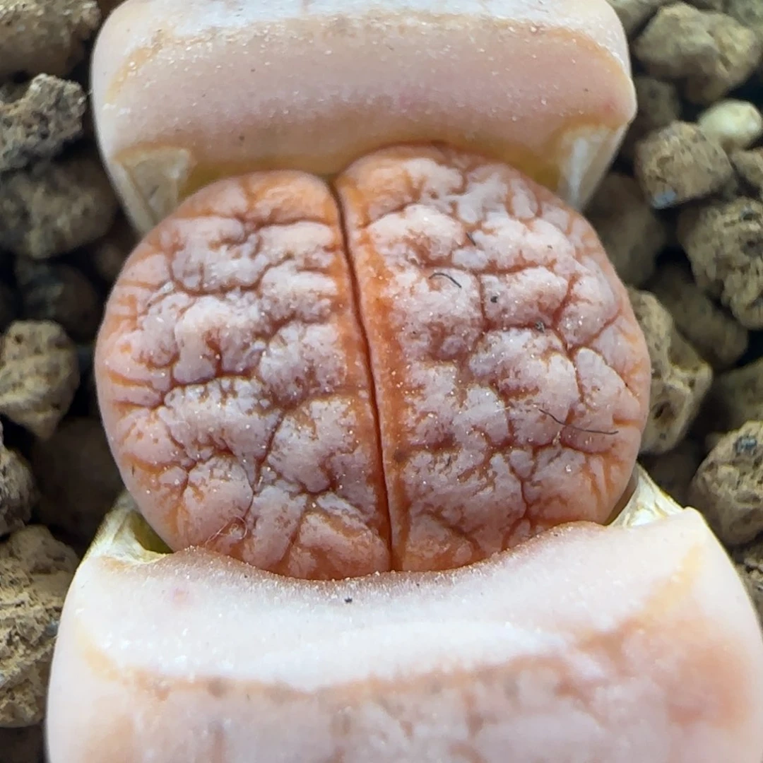 2.10.29/309a拿铁/多肉植物