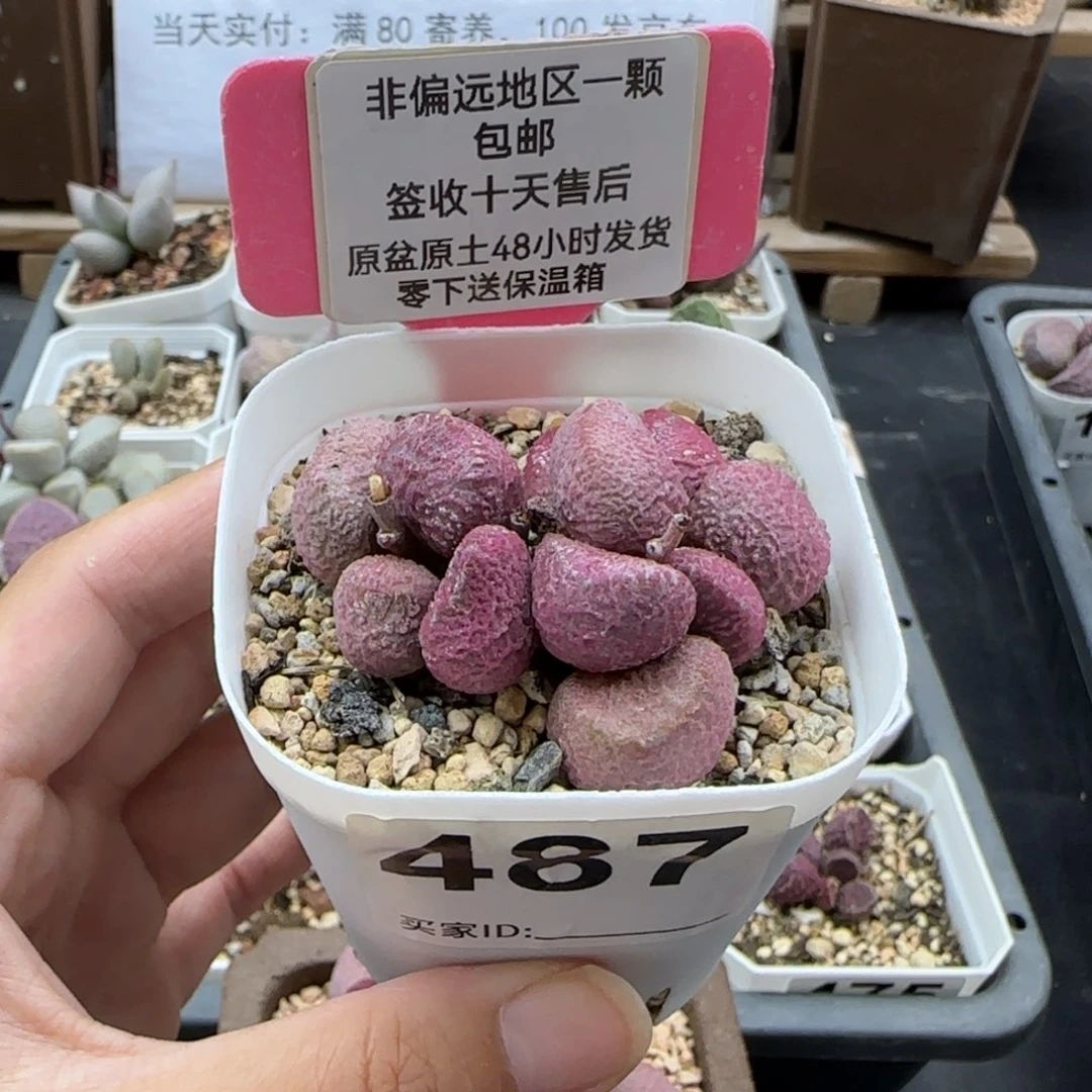 487夏娃多肉植物