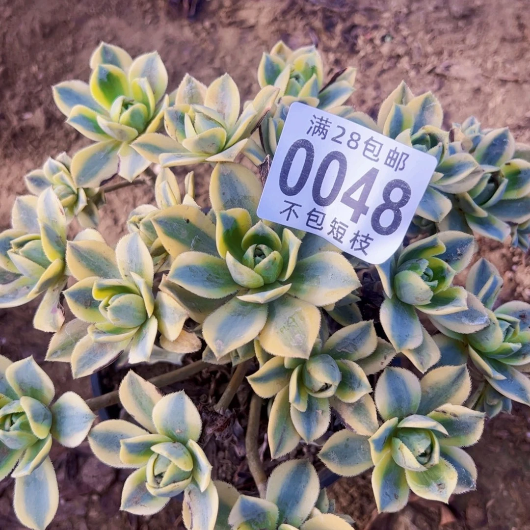 星报多肉植物0048