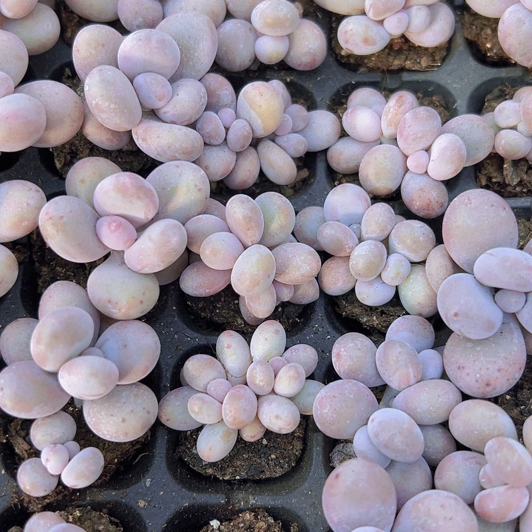 彩虹奶19包邮多肉