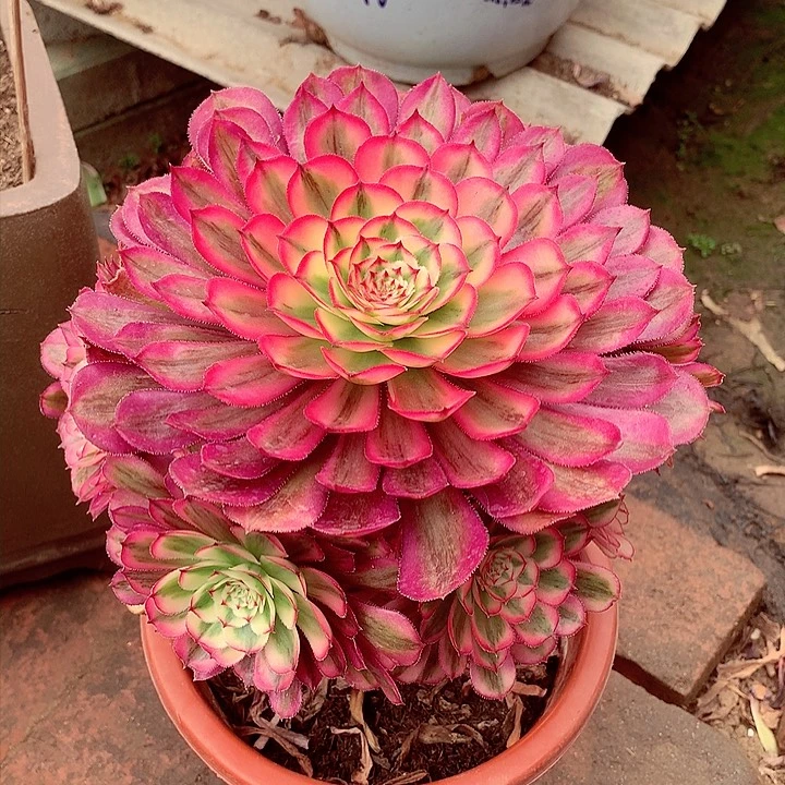 白月光，有修，两单包邮