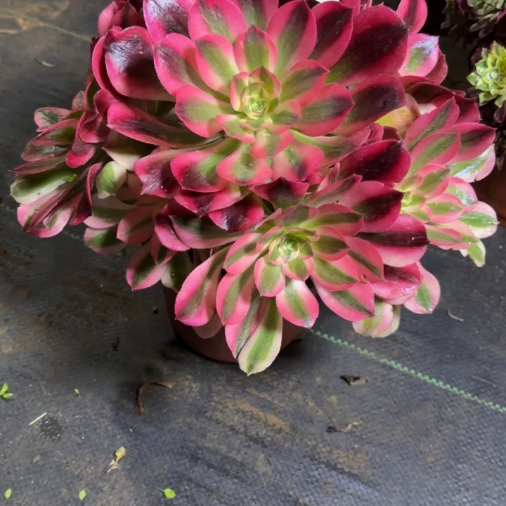 瑞妈，，，。。。651。女巫，