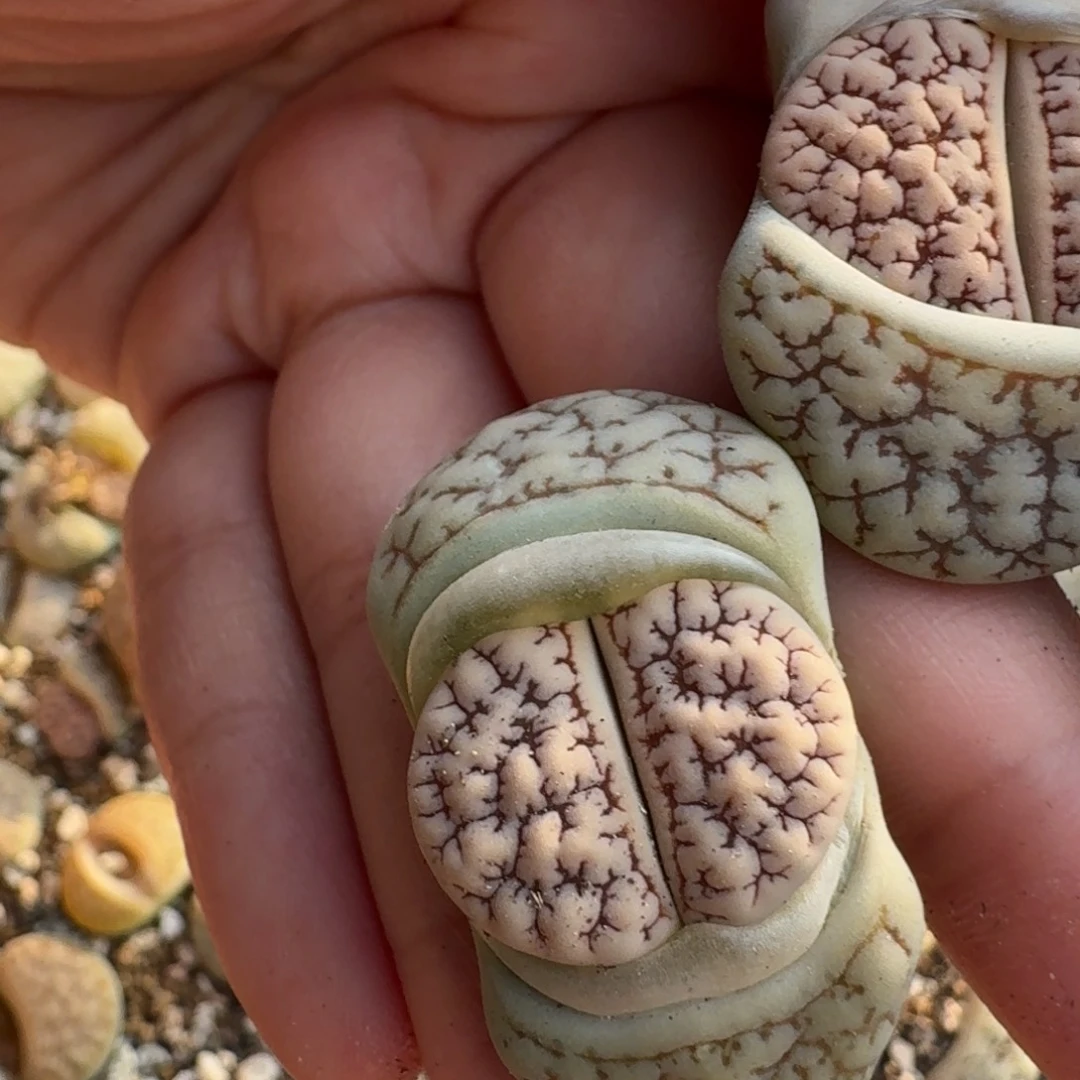 傻**蕊18-61pp p p p p lp p p