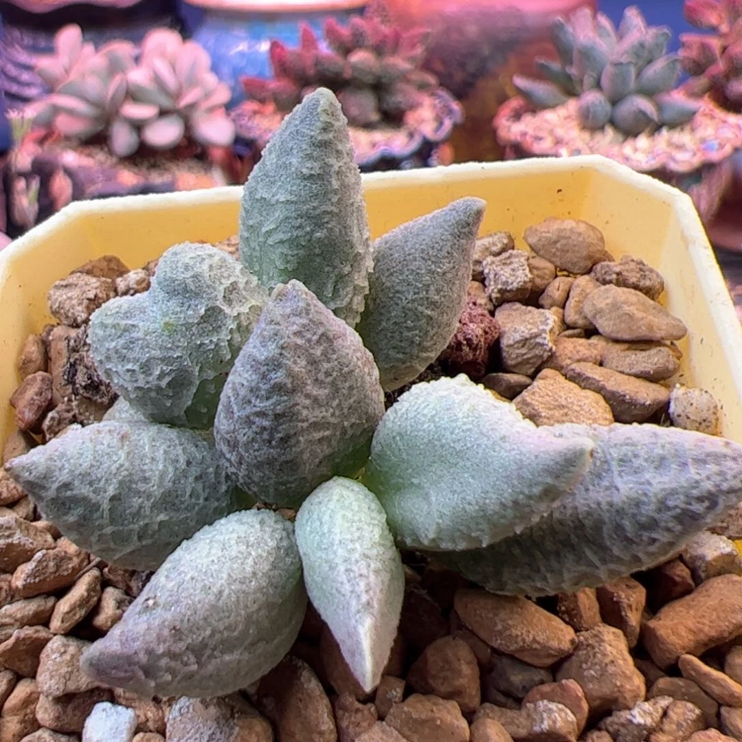 一物一拍感谢支持