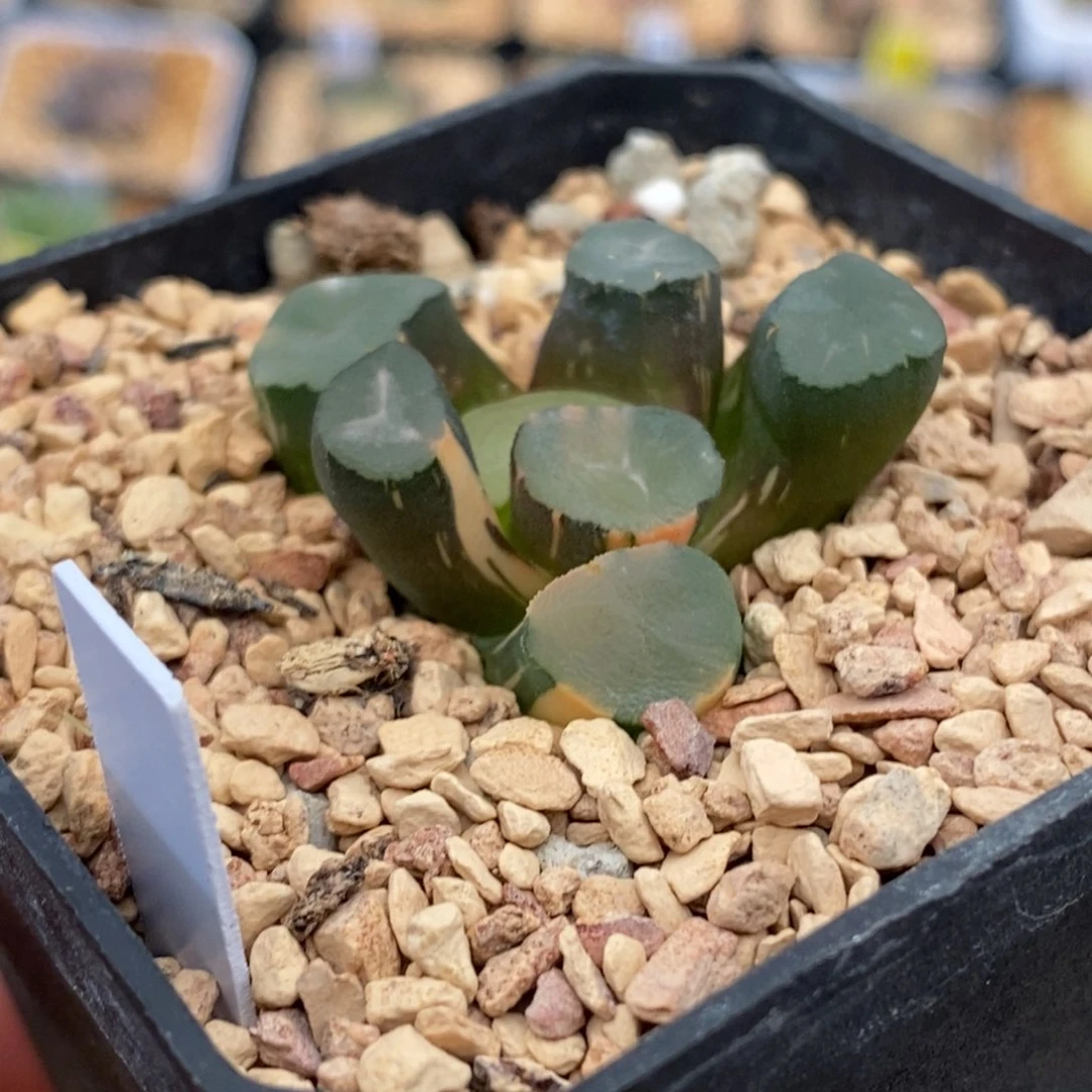 53山之翠万象多肉植物