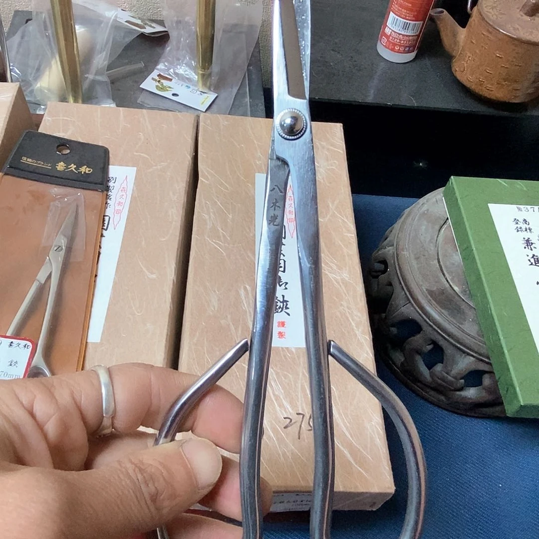 盆景八木光包邮到家