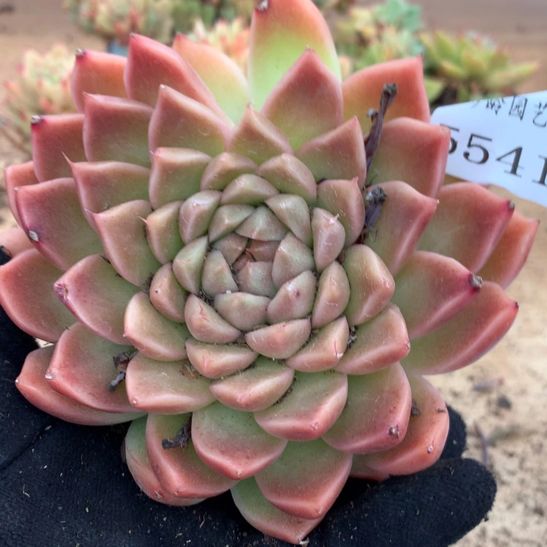 5541杂交多肉植物