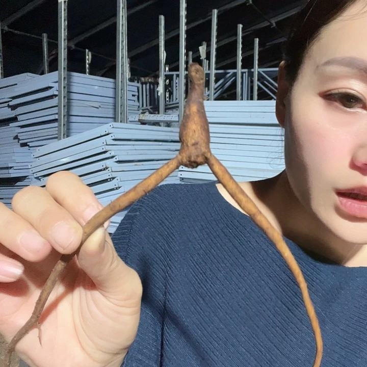 完全开放珊瑚砰砰根