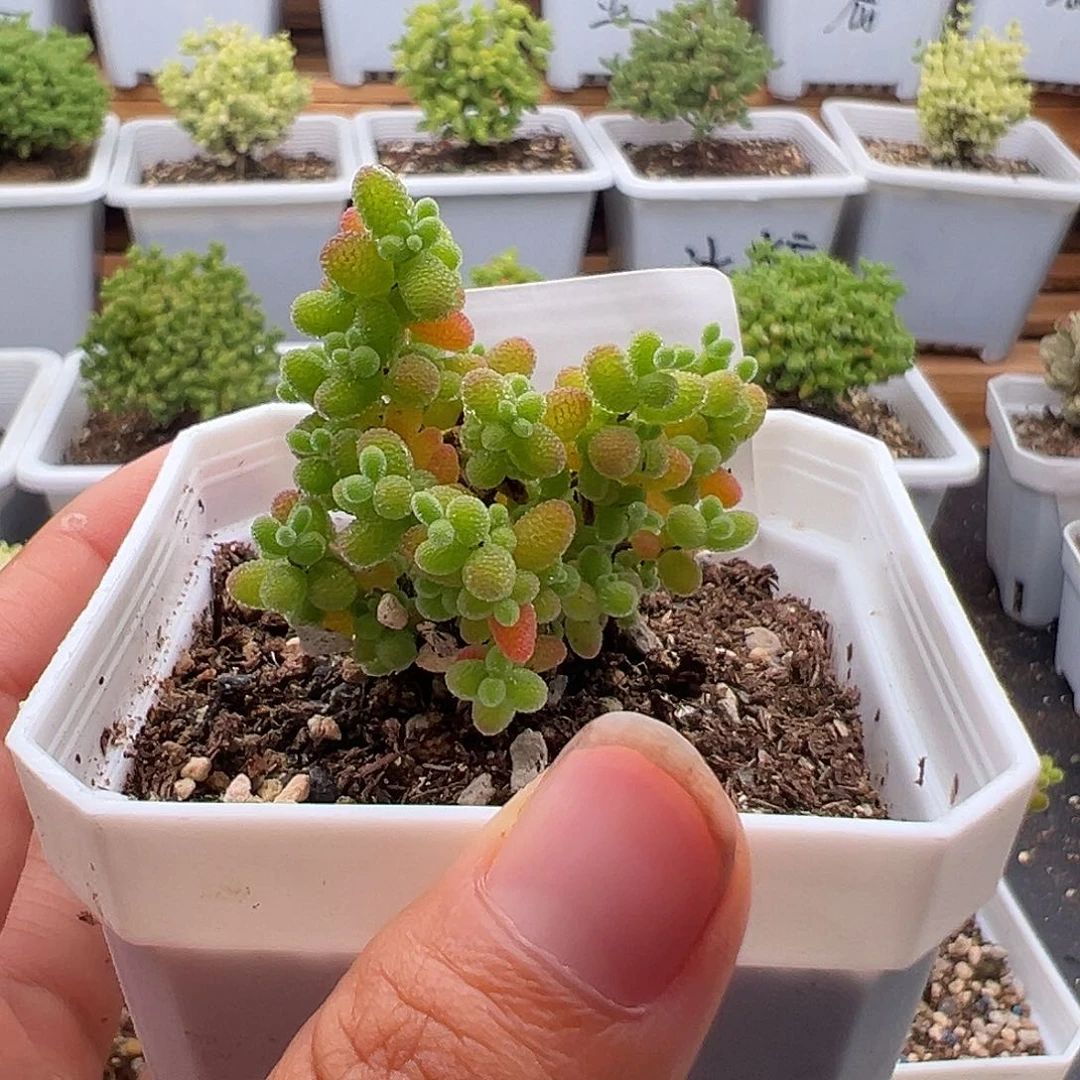 400号六一快乐密橘