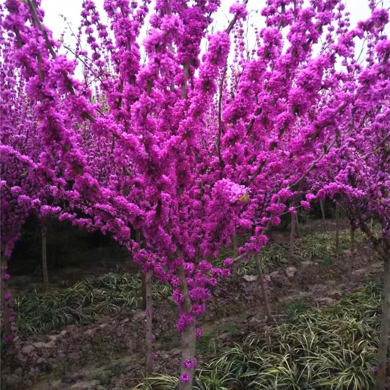 紫荆树苗庭院耐寒花卉室外花卉植物南方北方别墅花园绿化苗木