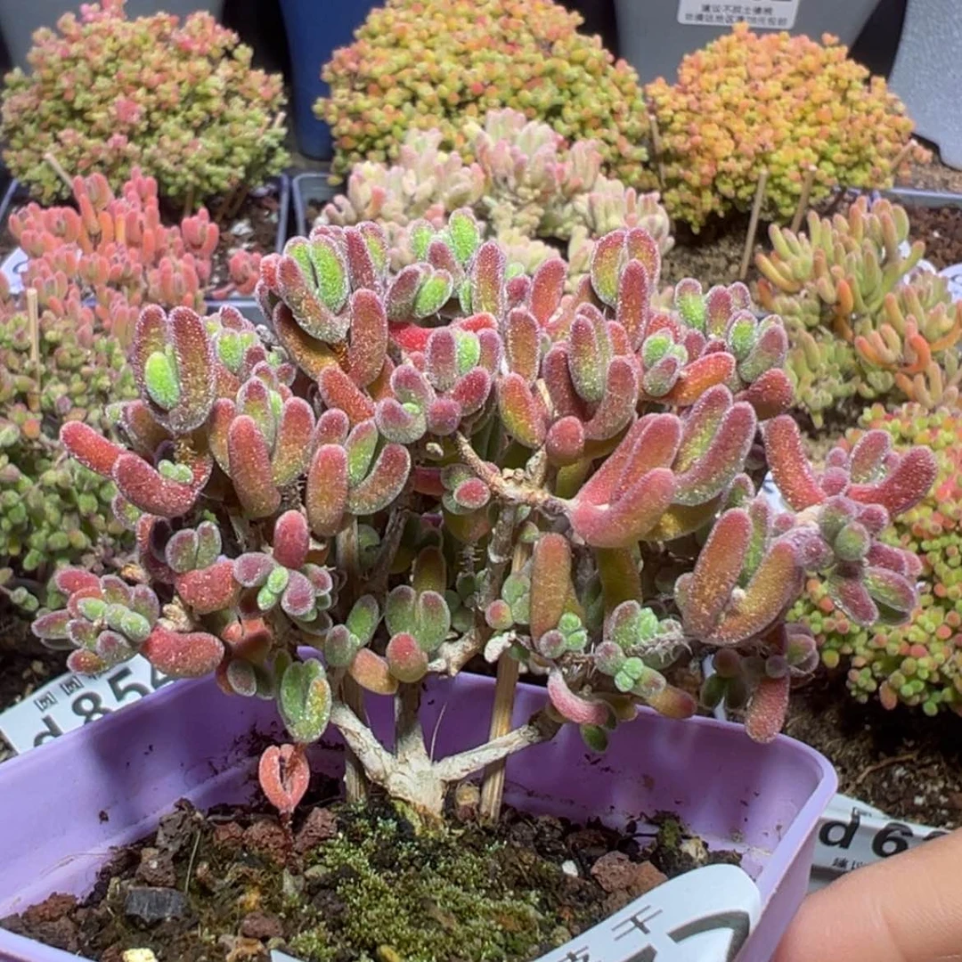 【闪购商品】d777老桩荔枝糯米糍枝干番杏