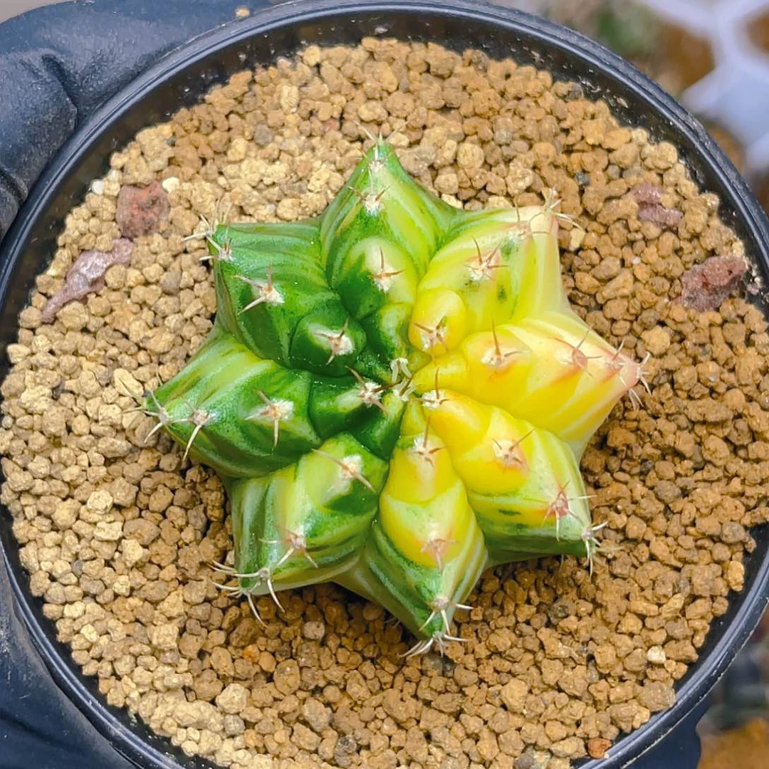 米哈018 实生 4.2公分