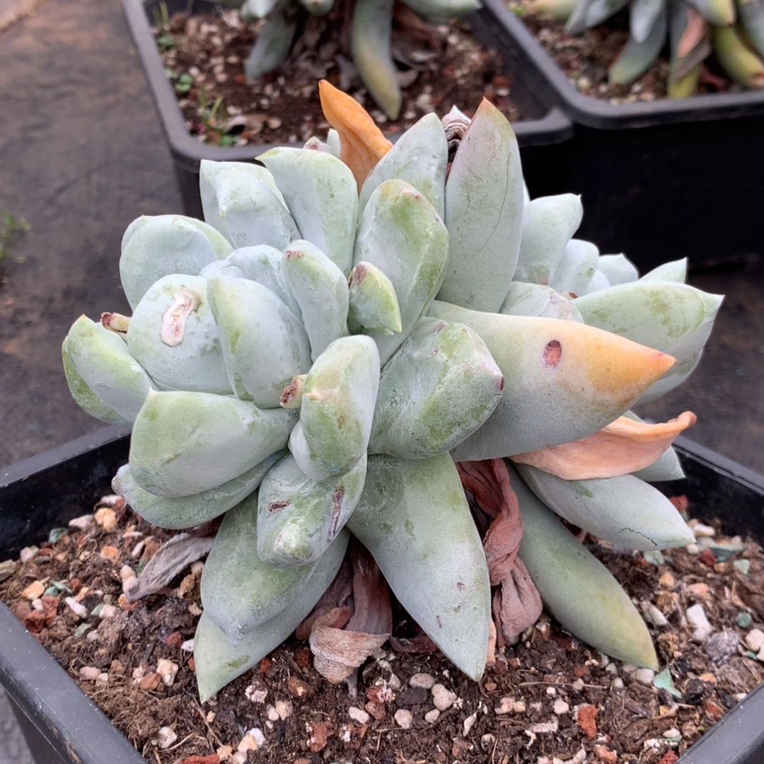 用****3拇指，多肉植物啦啦啦