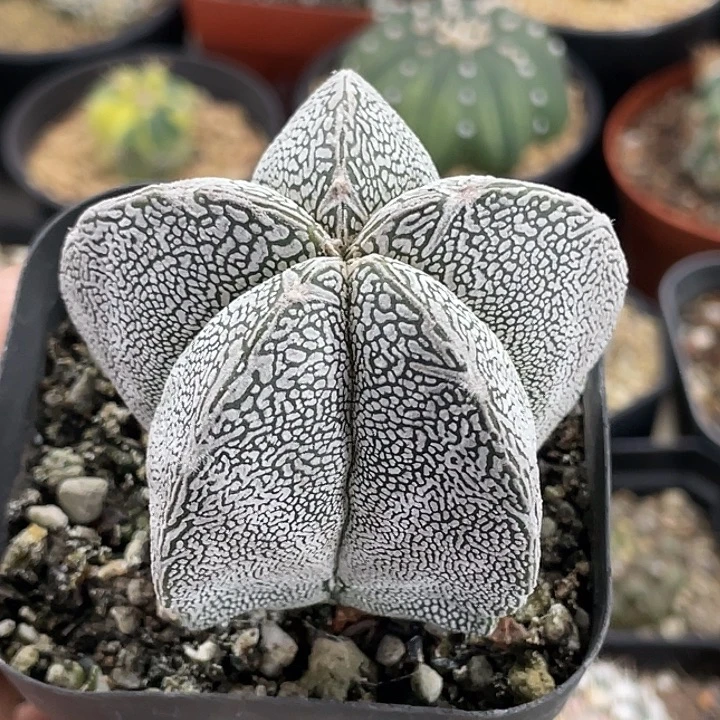 恩冢鸾凤玉实生仙人球