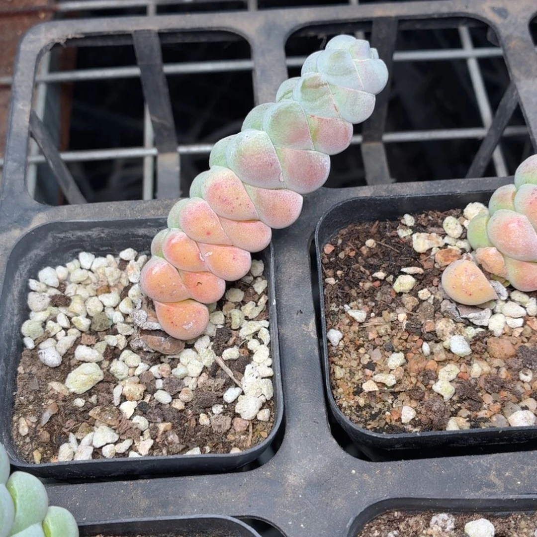 玉稚儿多肉9.9包邮发货