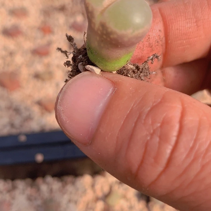 44745555555666896865668656