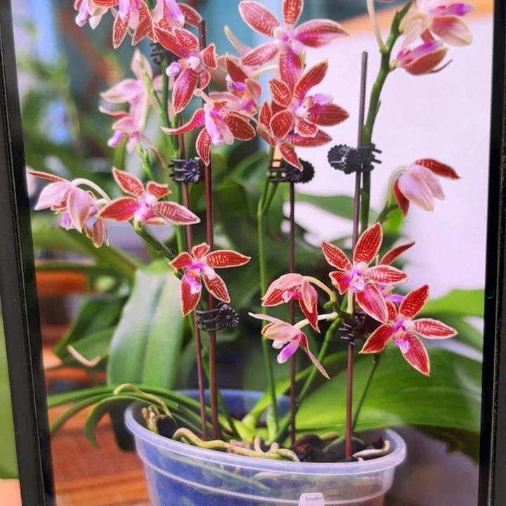 当前无花栽培后可以开花柯宁